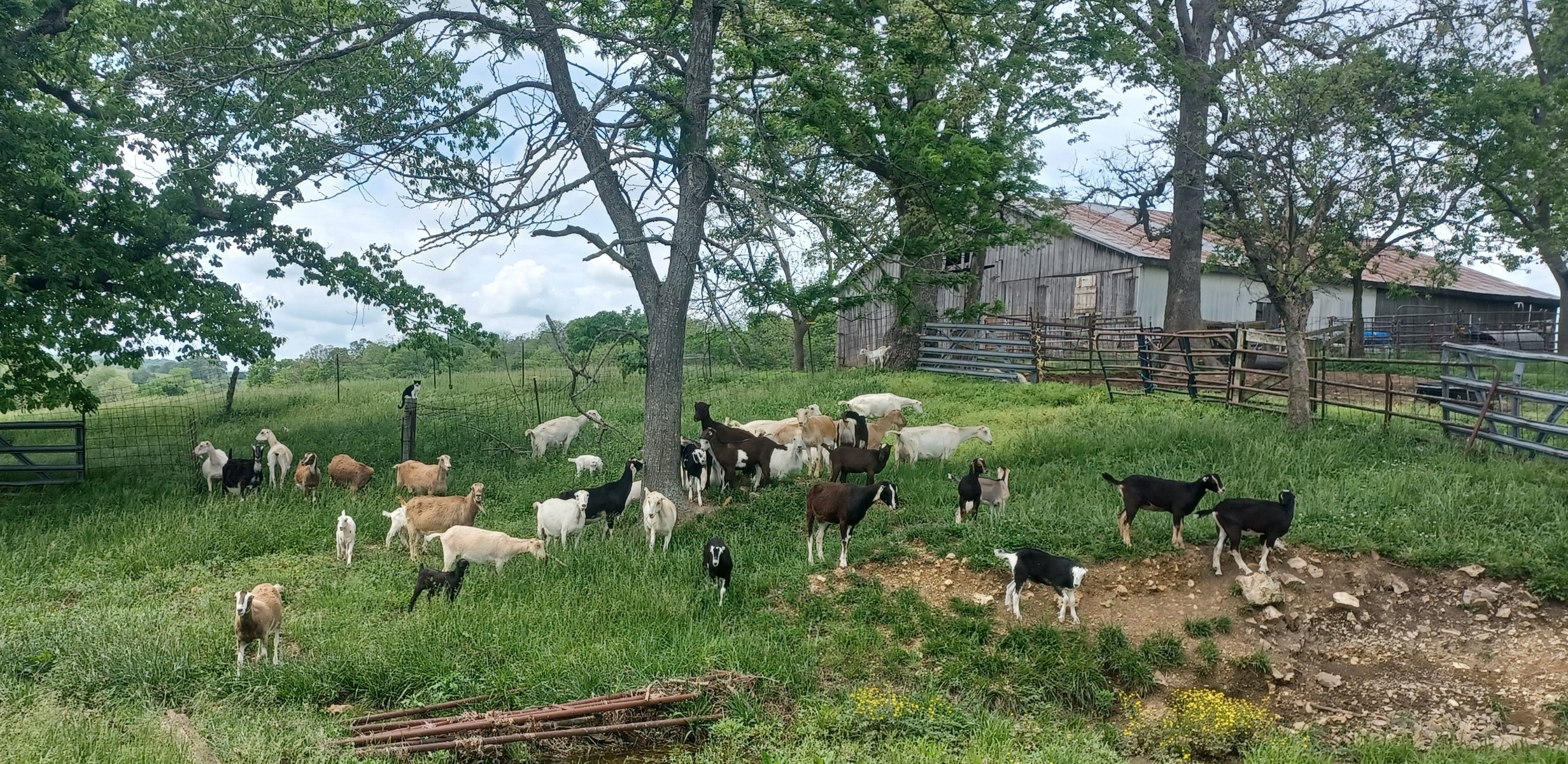What to do With Old Goats